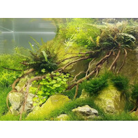 Daytime Aquarium LED onex 30 plant